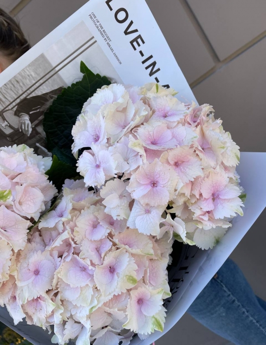 Bouquet of Hydrangeas (Pink or Blue)
